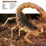 Настоящие насекомые: маньчжурский золотой скорпион - новинка